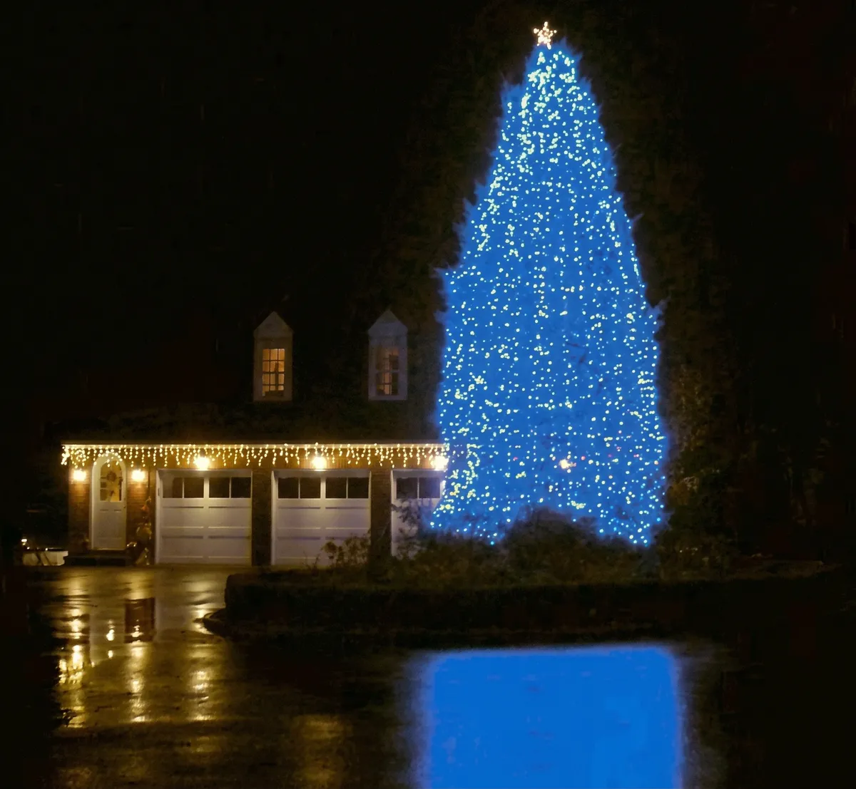 Large evergreen covered in blue lights next to a home with white icicle lights on the eaves