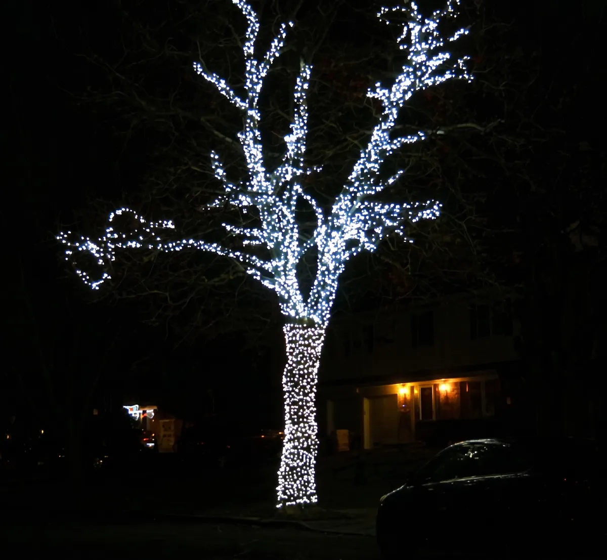 Bare tree wrapped in bright white lights against a night sky